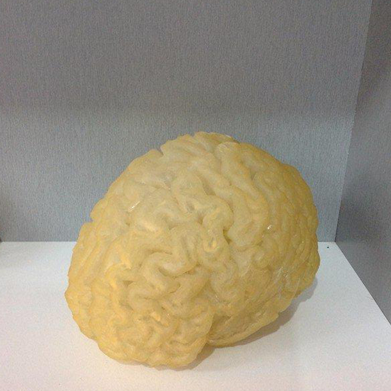 3D打印醫學人體大腦組織模型